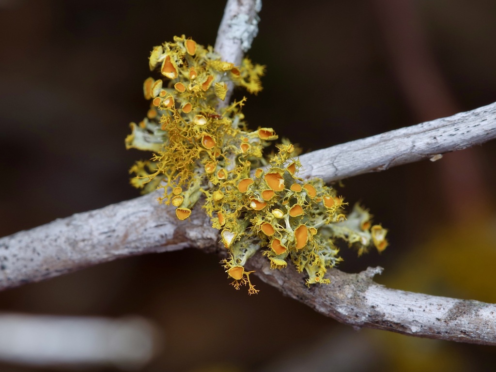 Golden Eye Lichen From Bastrop County Tx Usa On January At