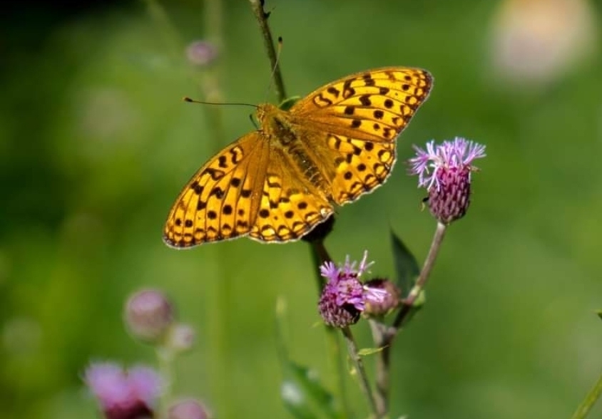 High Brown Fritillary from Rezerwat przyrody Niedźwiedzie Wielkie on