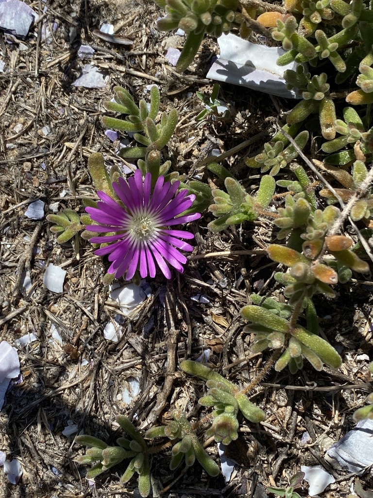 Pale Dewplant From Bird Island Nature Reserve WC ZA On January 15