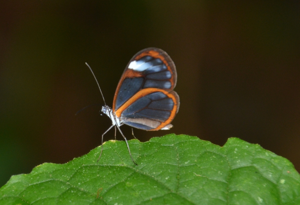 Hypoleria Lavinia Cassotis From C J G Lim N Costa Rica On March