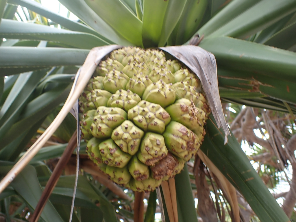 Thatch Screwpine From Sunshine Coast QLD Australia On February 03