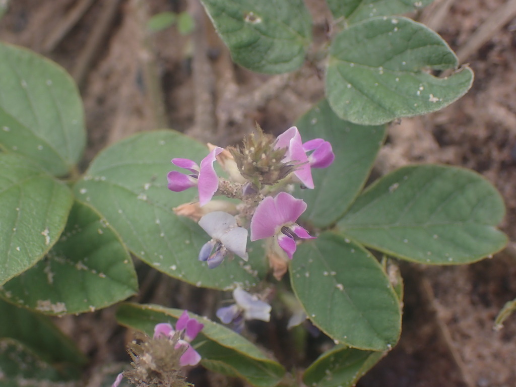 Faboideae From Cooloola QLD 4580 Australia On February 02 2023 At 11