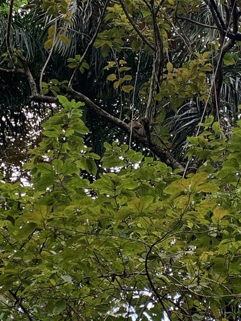 Hoffmann S Two Toed Sloth From Metropolitan Park Panama On February 01