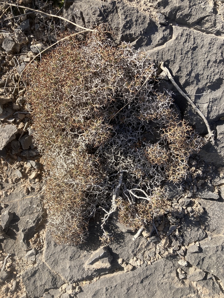 Heermann S Buckwheat From Clark County Us Nv Us On February