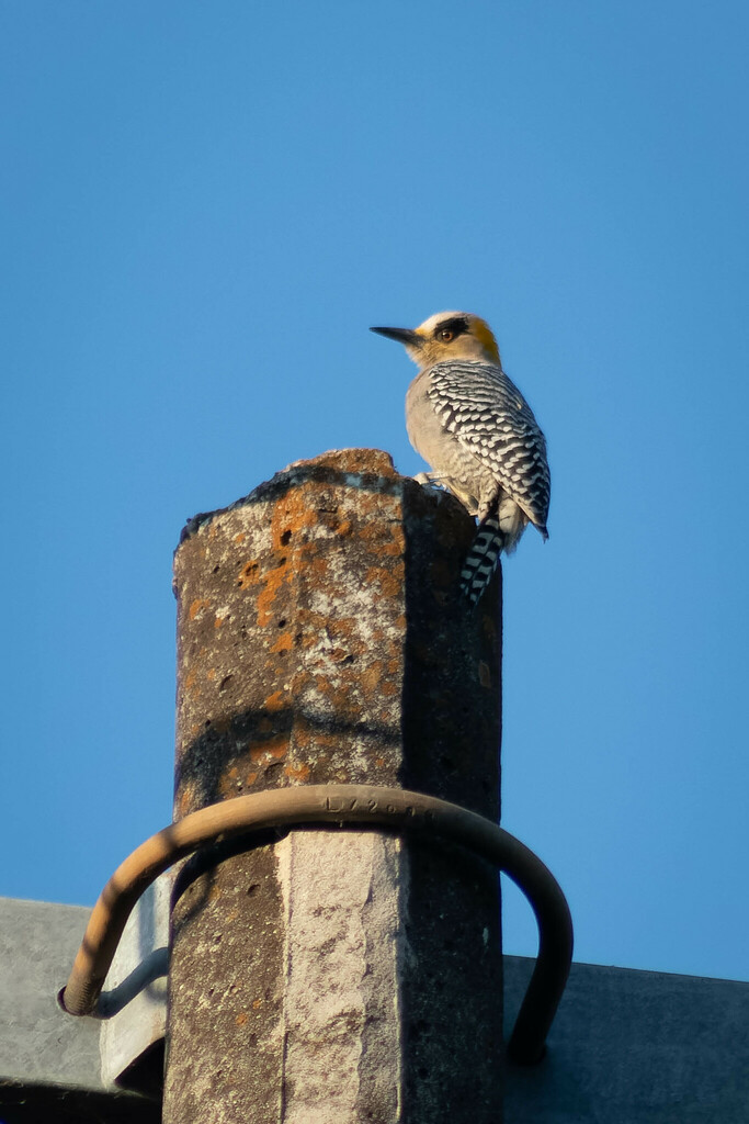 Golden cheeked Woodpecker from Río Cuautla Cuautla Mor México on