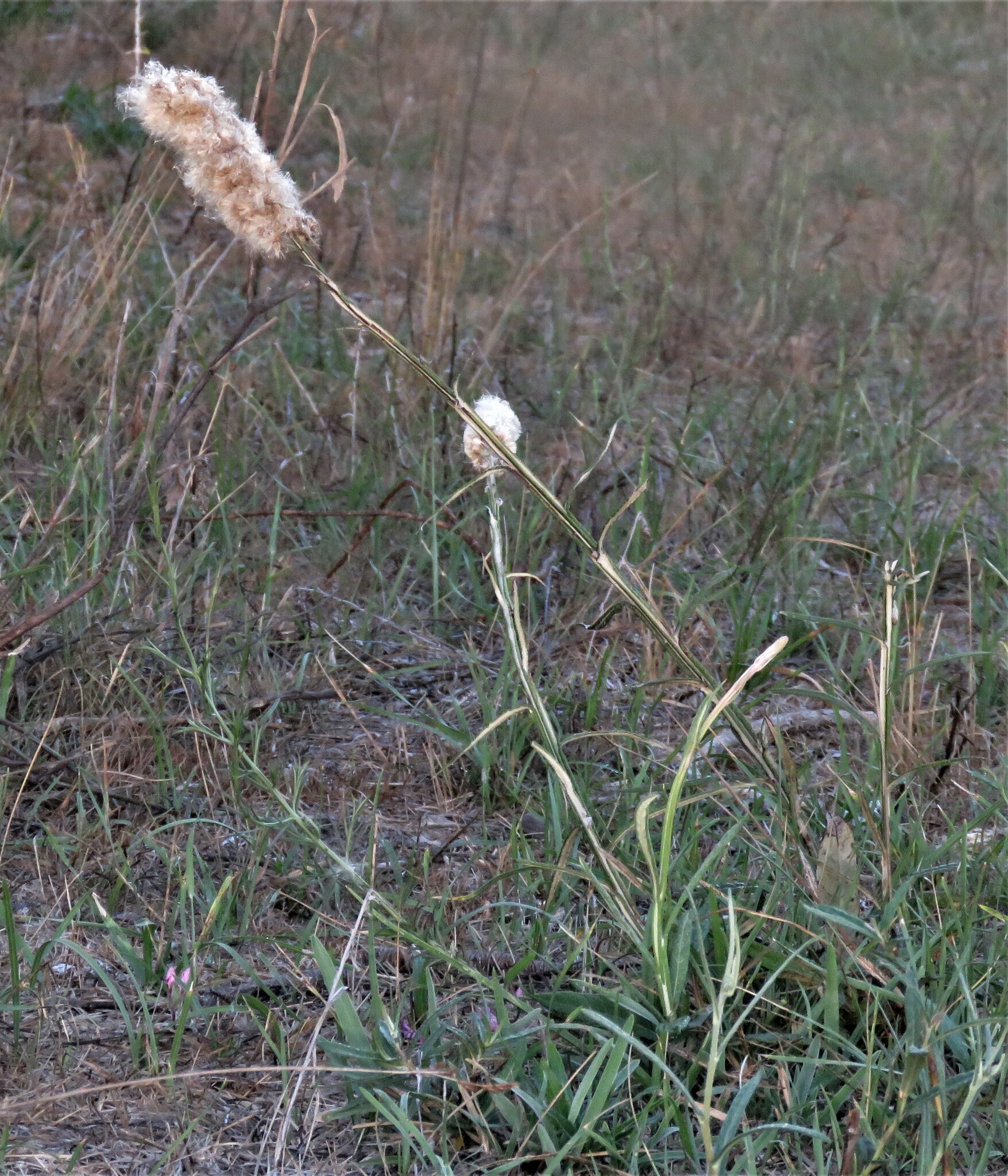 Pterocaulon Virgatum L Dc