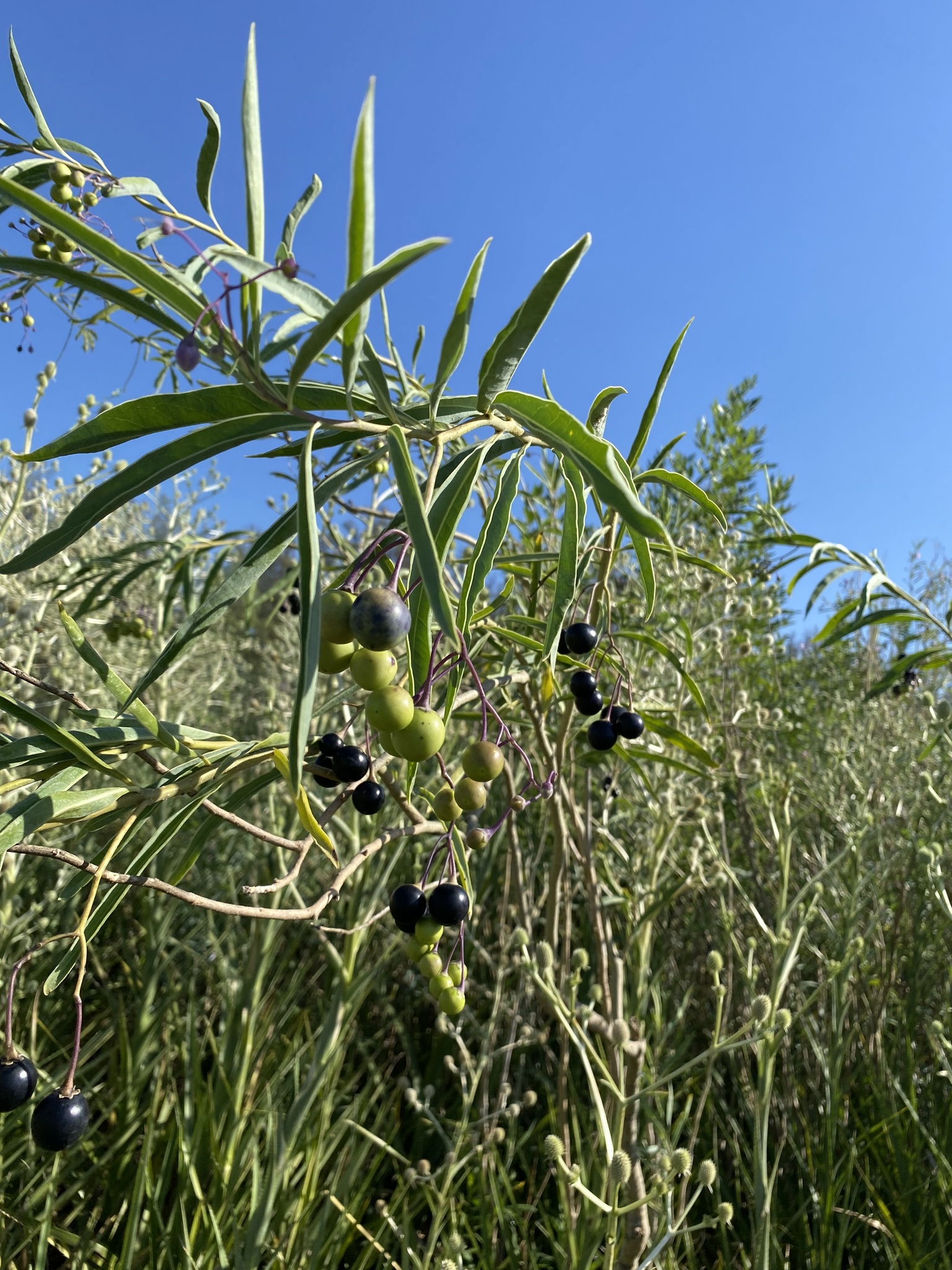 Solanum Glaucophyllum Desf