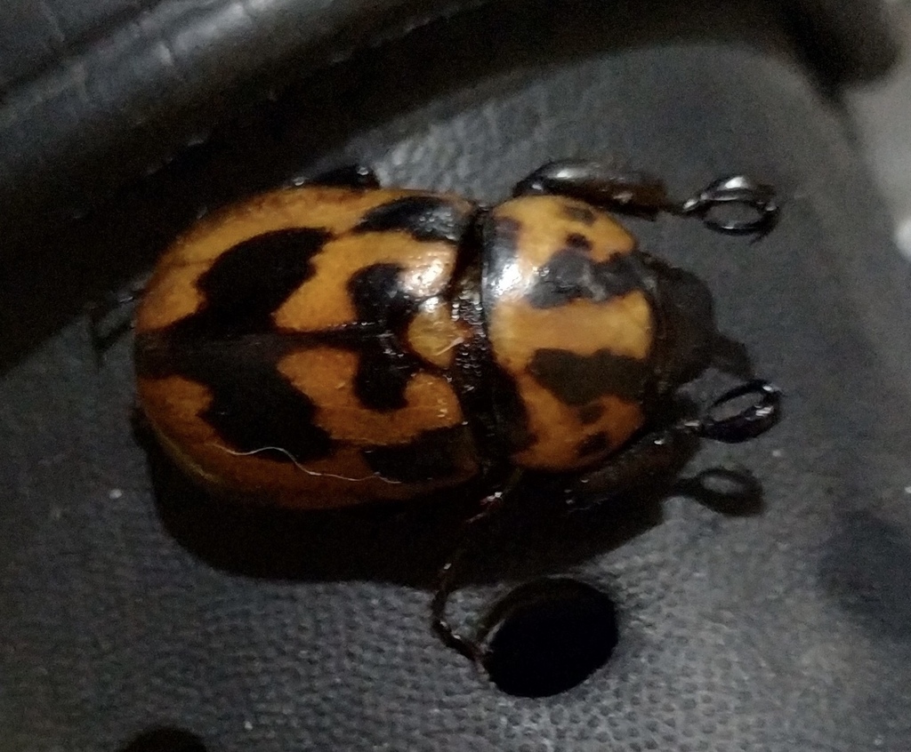 Masked Chafers From Col De Julio Cdad De Guatemala Guatemala On