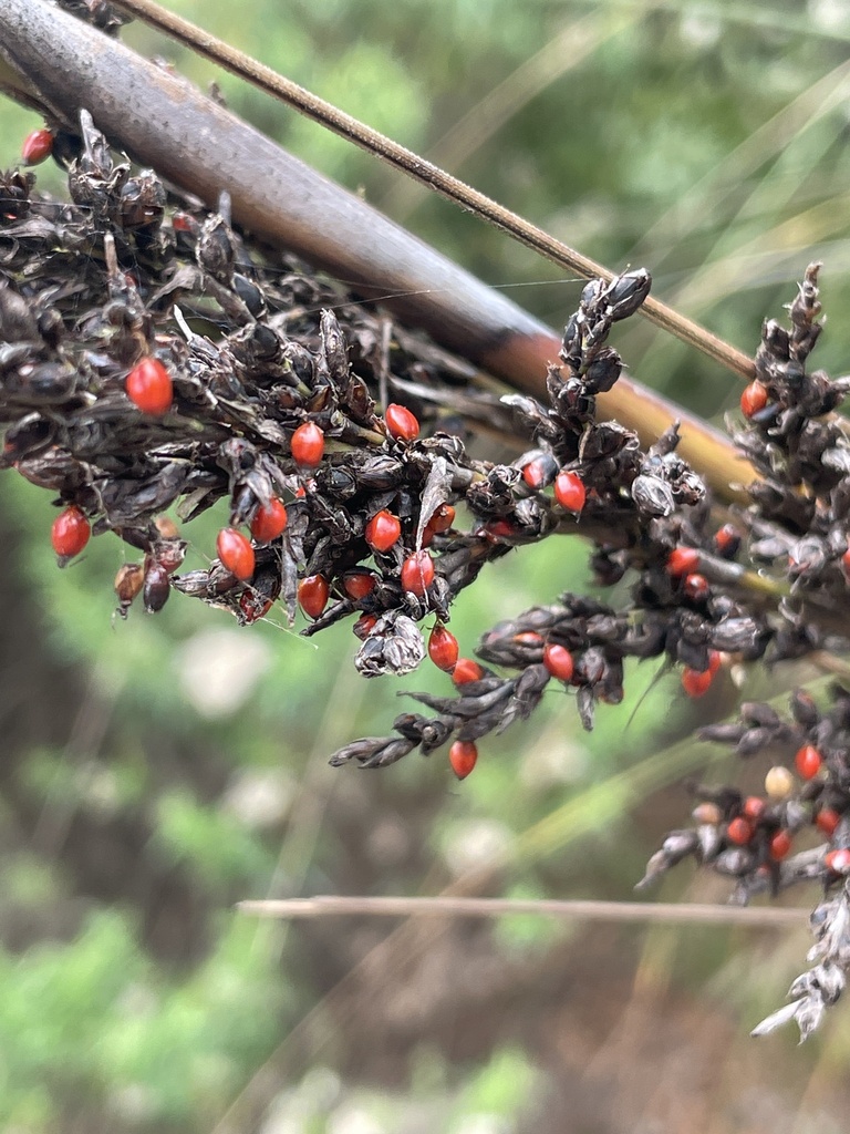 Red Fruit Saw Sedge From Shoreham Rd Red Hill South Vic Au On