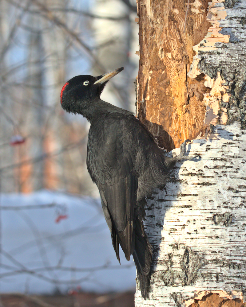 Black Woodpecker From Novosibirskiy Rayon Novosibirsk Russia On