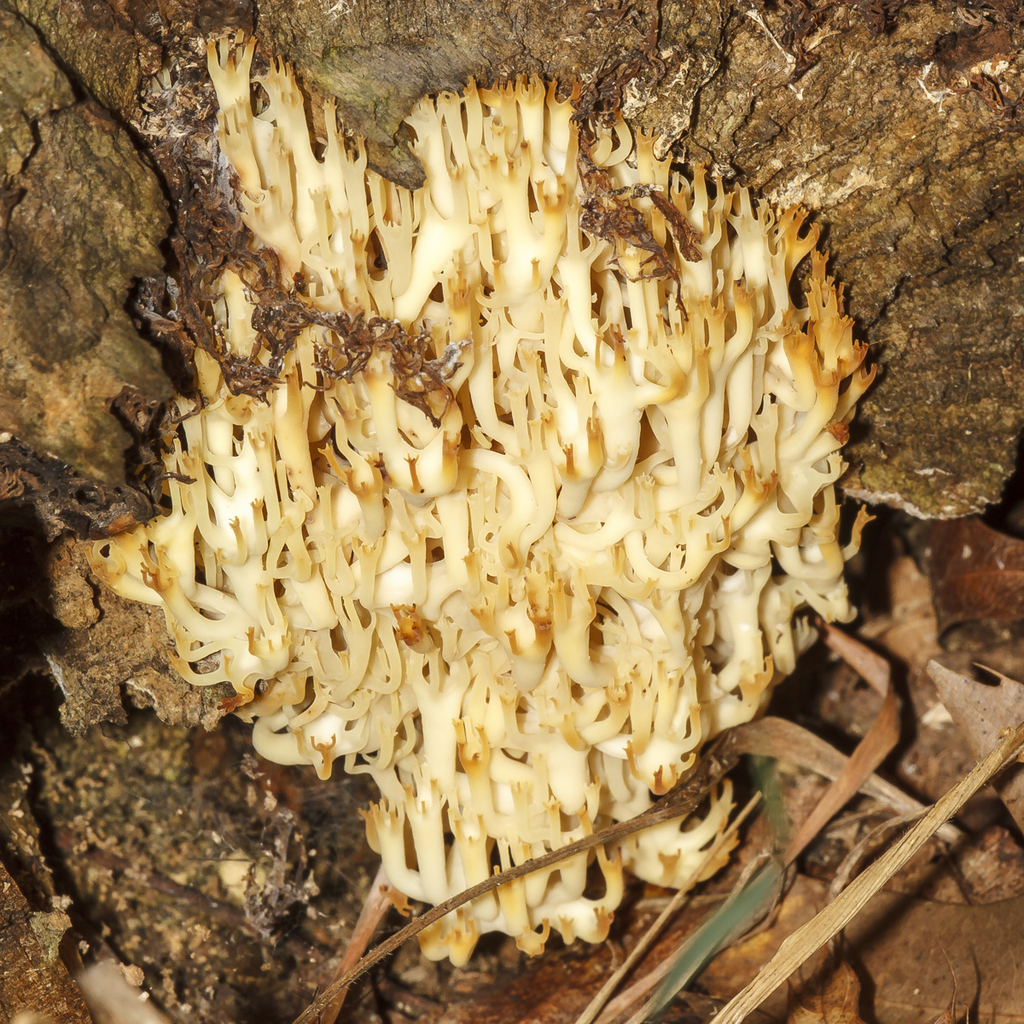 Crown Tipped Coral Fungus From Rockland County Ny Usa On September