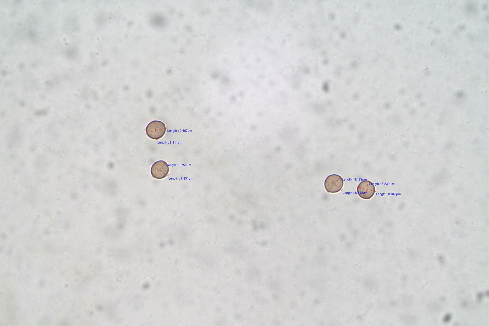 Collaria Arcyrionema Rostaf Nann Bremek Ex Lado