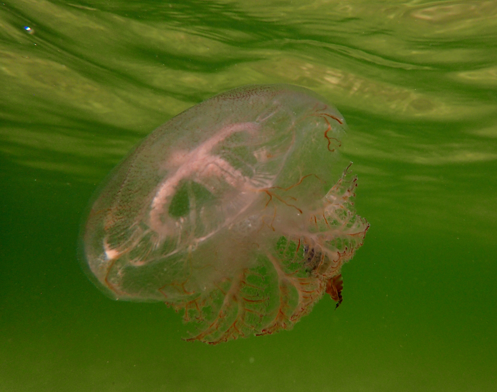 Haeckel S Jelly From Hampton Beach Victoria Australia On February