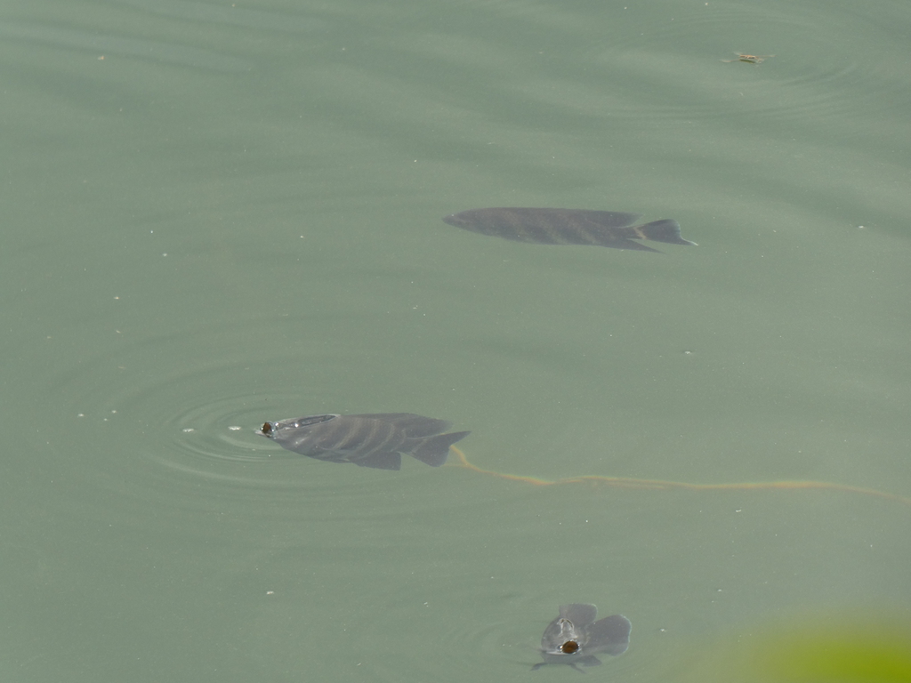 Zebra Tilapia From Taman Tasik Titiwangsa Titiwangsa Kuala Kumpur