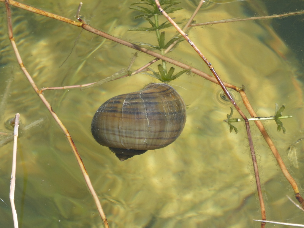 Channeled Apple Snail From Taman Tasik Titiwangsa Titiwangsa Kuala