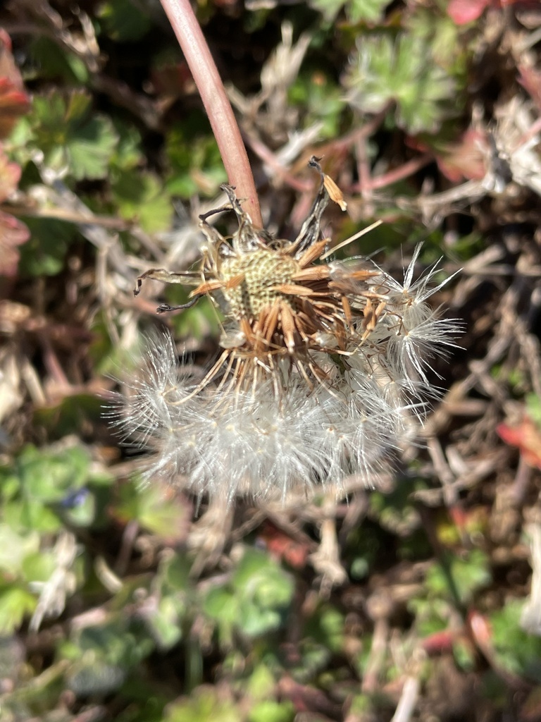 Red Seeded Dandelion From Old Route W Polkton Nc Us On February