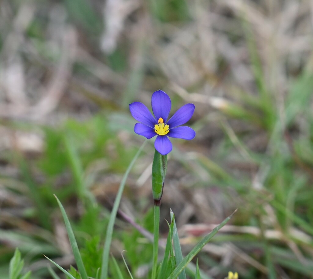 Blue Eyed Grasses From Bay Area Corpus Christi Tx Usa On February