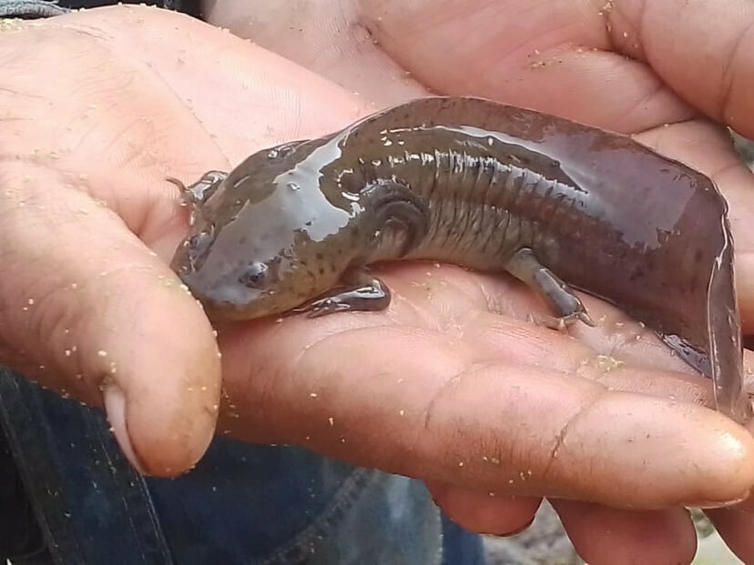 Mexican Tiger Salamander From Jag Ey Xaxalpa Santo Domingo Ajoloapan