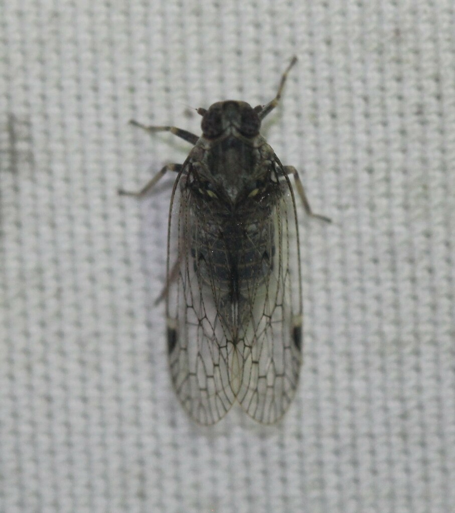 Melanoliarus Acicus From South Side Corpus Christi Tx Usa On