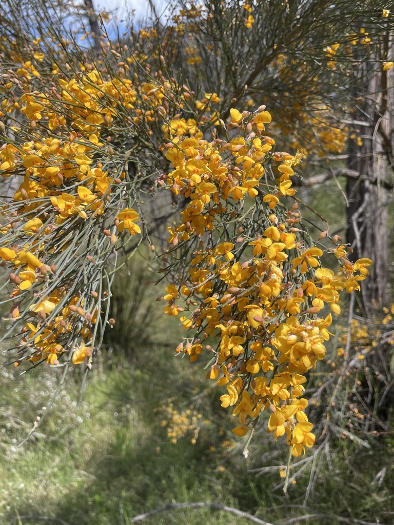 Winged Broom Pea From Girraween National Park Girraween Qld Au On