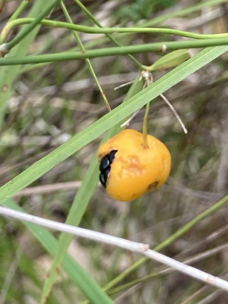 Wombat Berry From Dorly St Lakes Creek Qld Au On February