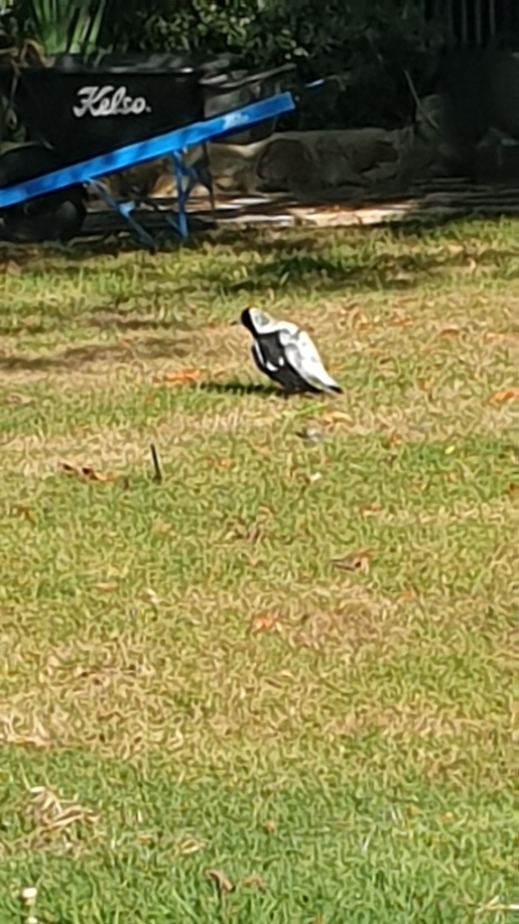 Australian Magpie From Jarrahmond VIC 3888 Australia By Tabathacole