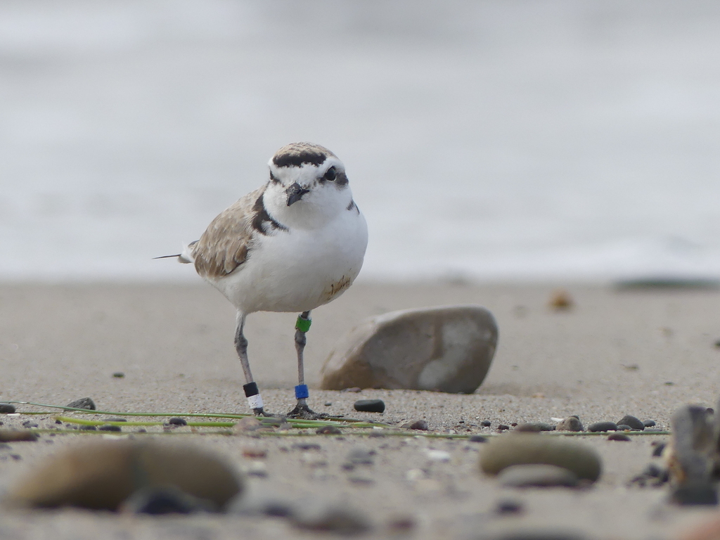 Snowy Plover From Santa Barbara County Us Ca Us On February