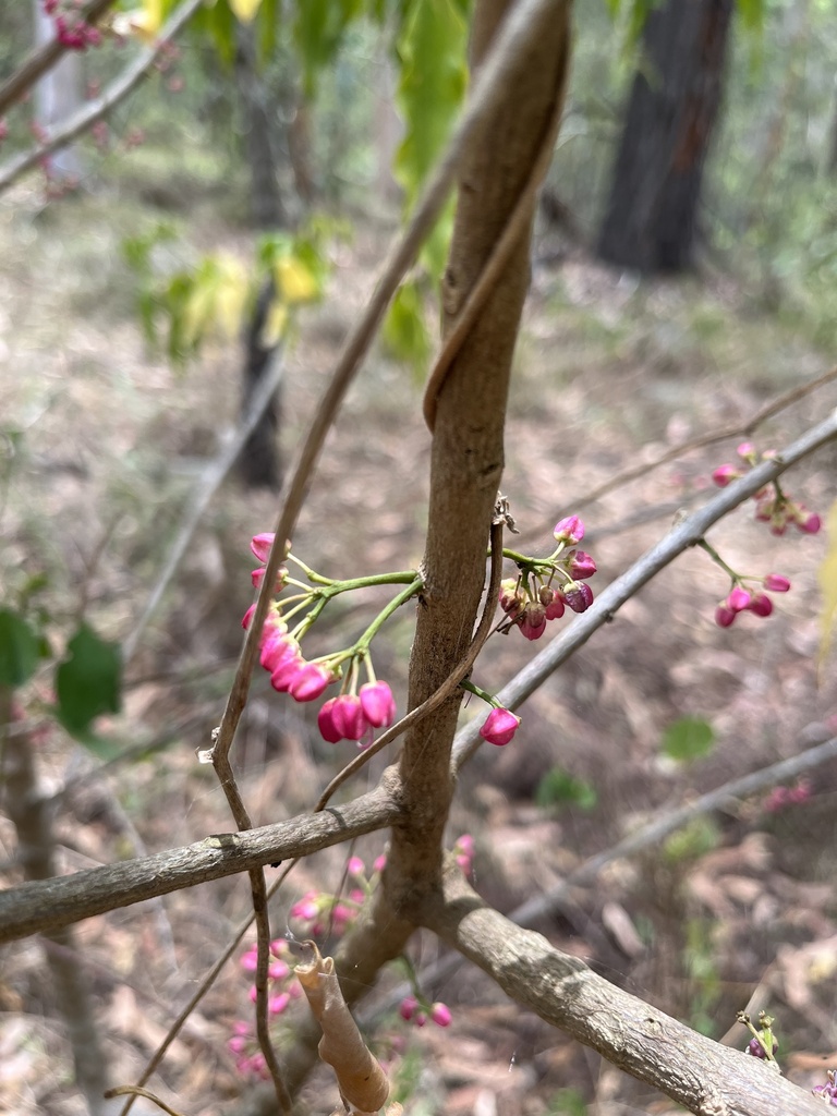 Melicope From Mt Coot Tha Forest Mount Coot Tha QLD AU On February