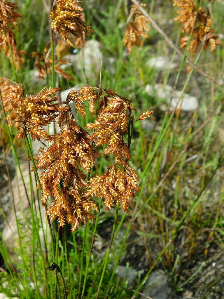 Thatching Reeds From Greyton Nature Reserve 7233 South Africa On