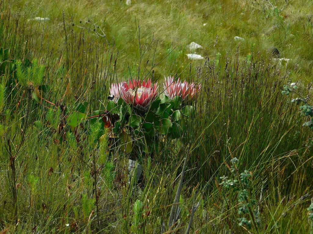 King Protea From Greyton Nature Reserve 7233 South Africa On February