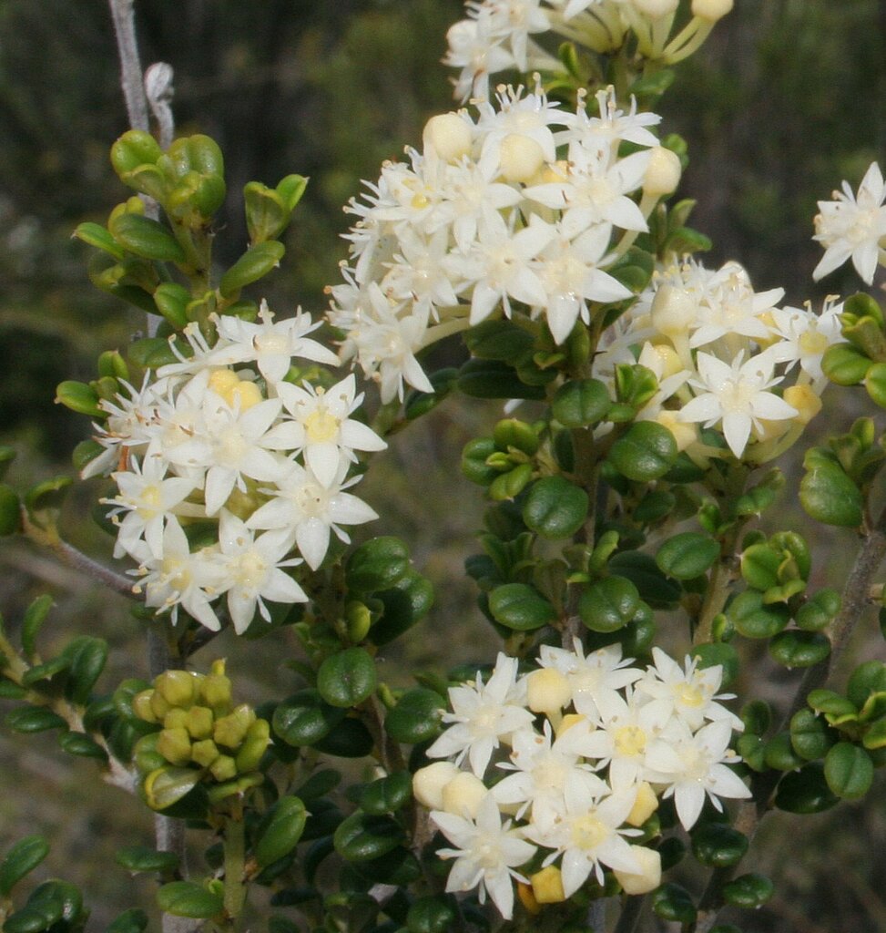 Pomaderris Brevifolia From Fitzgerald River National Park Wa