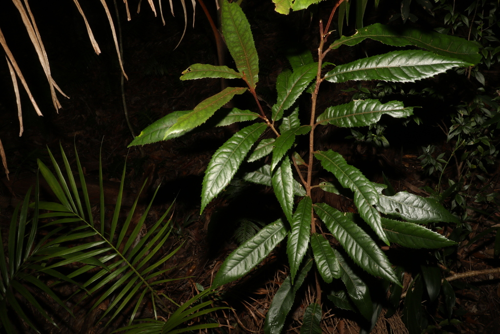 Rusty Helicia From Lamington Beaudesert Pt B Queensland Australia