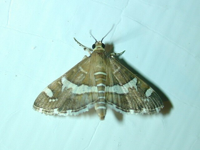 Hawaiian Beet Webworm Moth From Bedford Audubon Society Katonah Ny