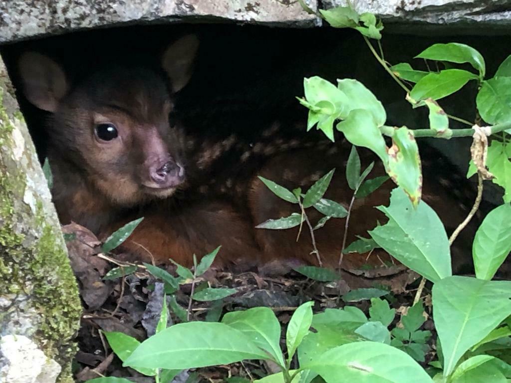 Central American Red Brocket from Zongolica Ver México on January 3