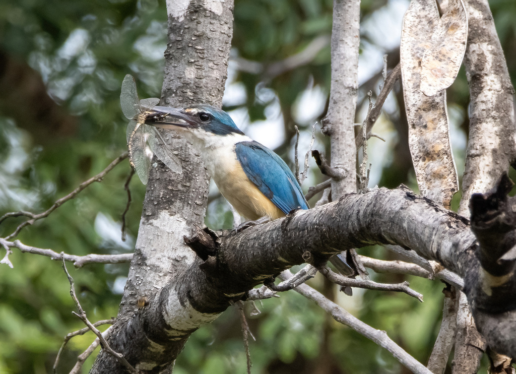 Sacred Kingfisher From Mataranka Au Nt Au On February At