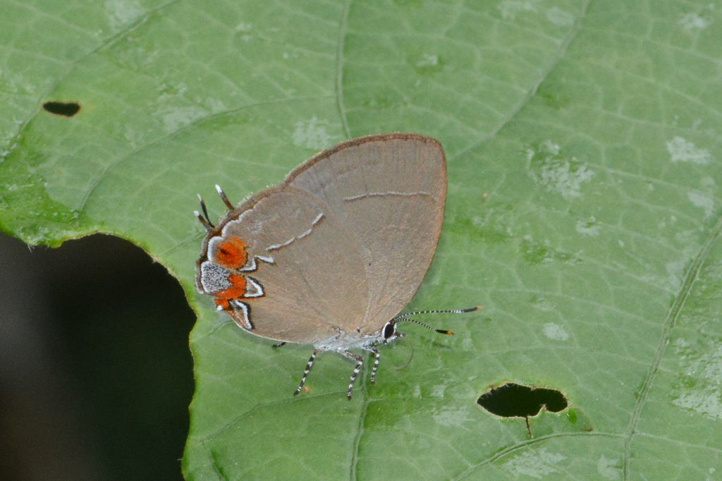 Symbiopsis Rickmani From Peru Junin Catarata Bayoz On May By