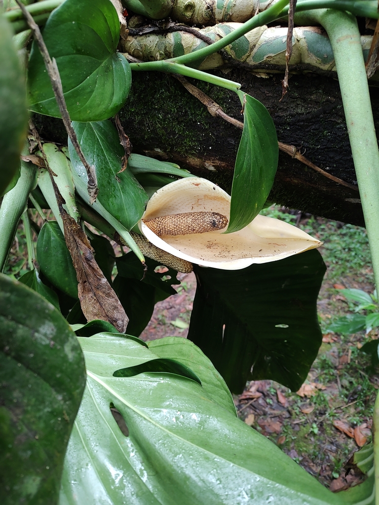 Monstera Adansonii Klotzschiana From Miracatu Sp Brasil