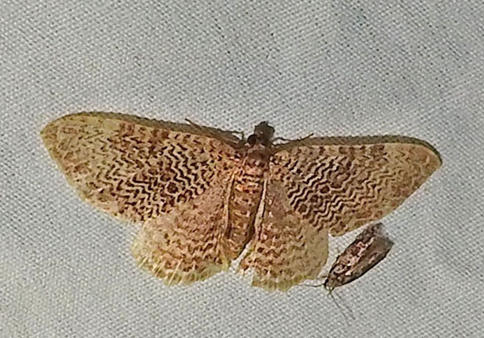 Cherry Scallop Shell Moth From Shawnee State Park Scioto County OH