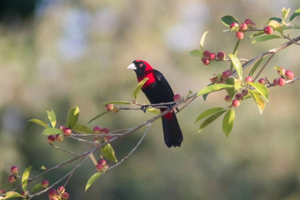 Crimson Collared Tanager From El Bosque De La Lomita 29960 Palenque