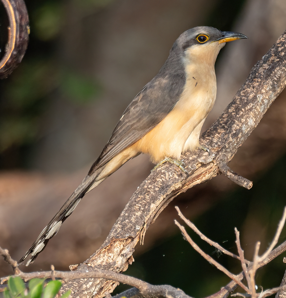 Mangrove Cuckoo Flora Y Fauna En Miradores De Sisal Yucat N