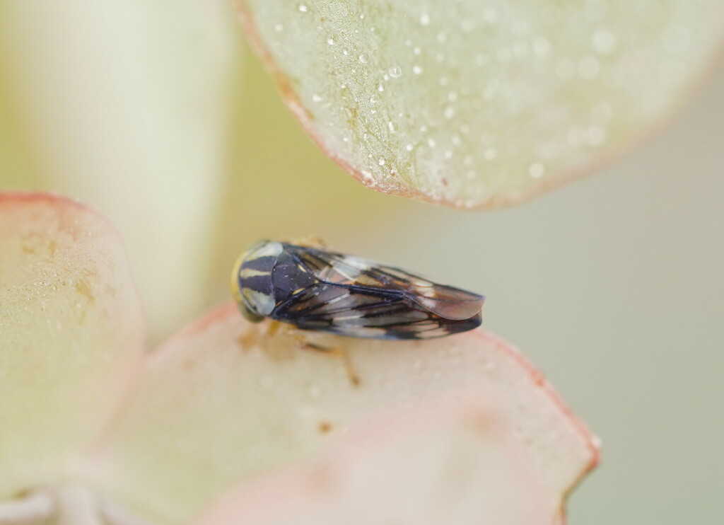 Typical Leafhoppers From Brumby VIC 3885 Australia On February 08