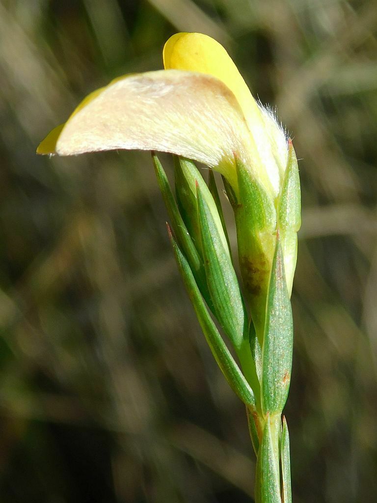 Spearleaf Capegorse From Greyton Sandpit South Africa On March