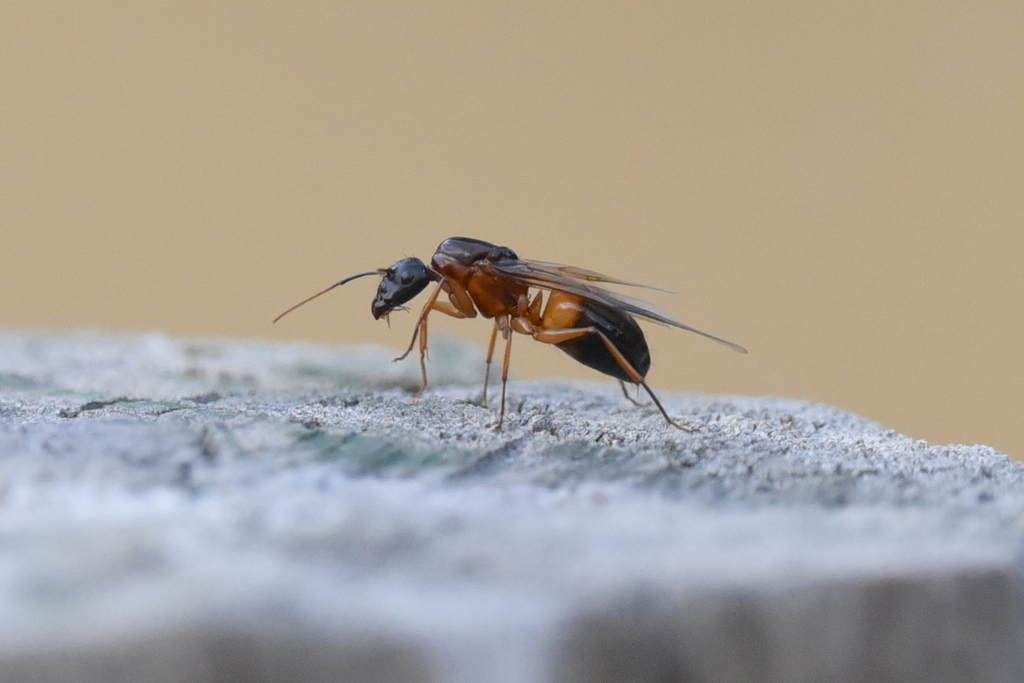 Banded Sugar Ant From Greenvale Vic Australia On March