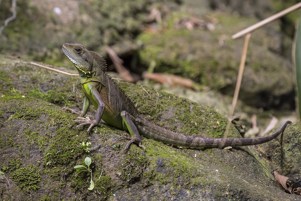 Chinese Water Dragon From Wonderland Villas Hong Kong On October