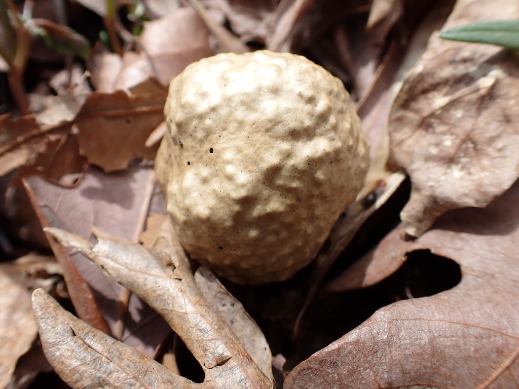 Spongy Oak Apple Gall Wasp From Madison County KY USA On March 05