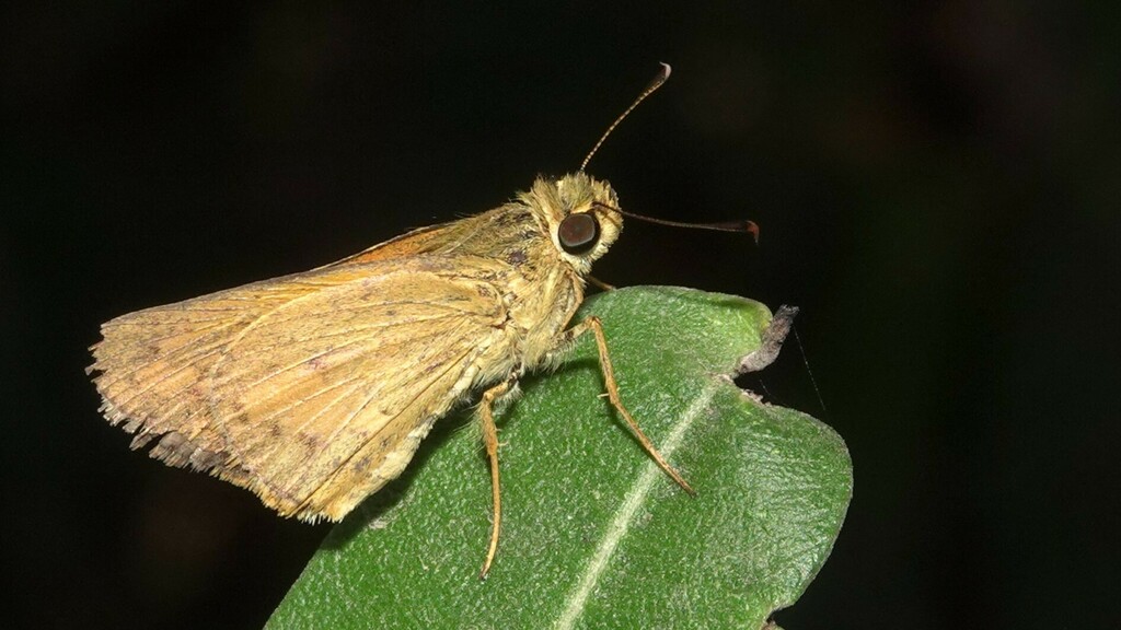 Pale Palm Dart From Tung Maharashtra India On February