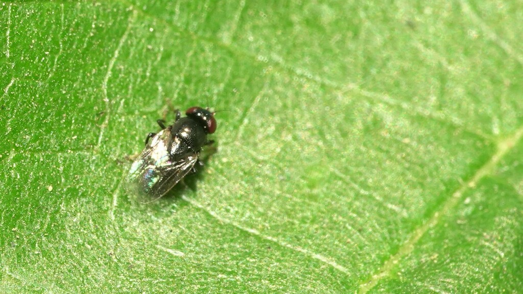 Rhodesiella From Tung Maharashtra 412108 India On February 24 2023