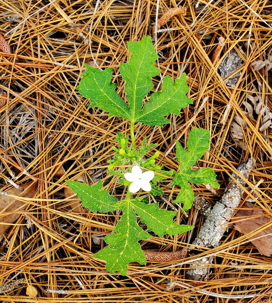 Spurge Nettle From Hawthorne FL 32640 USA On March 07 2023 At 12 57