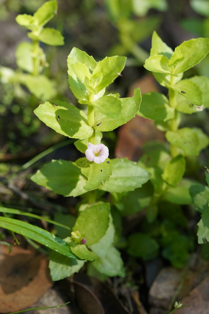 Austral Brooklime From Cabbage Tree Creek Vic Australia On