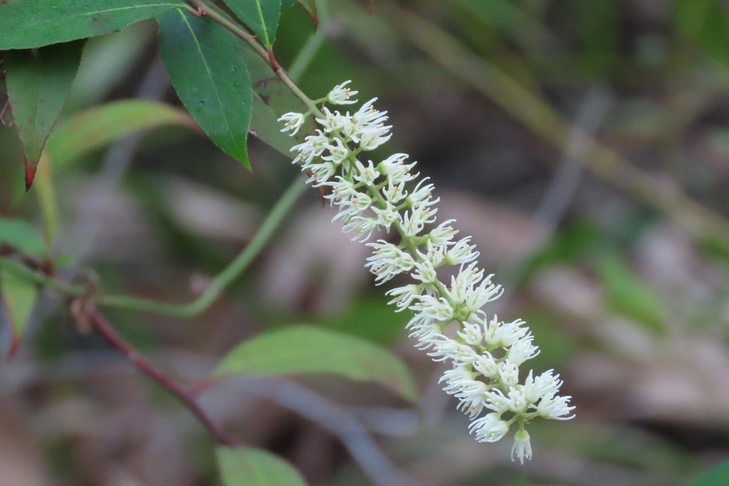 Virginia Sweetspire From Six Mile Cypress Slough Preserve Fort Myers